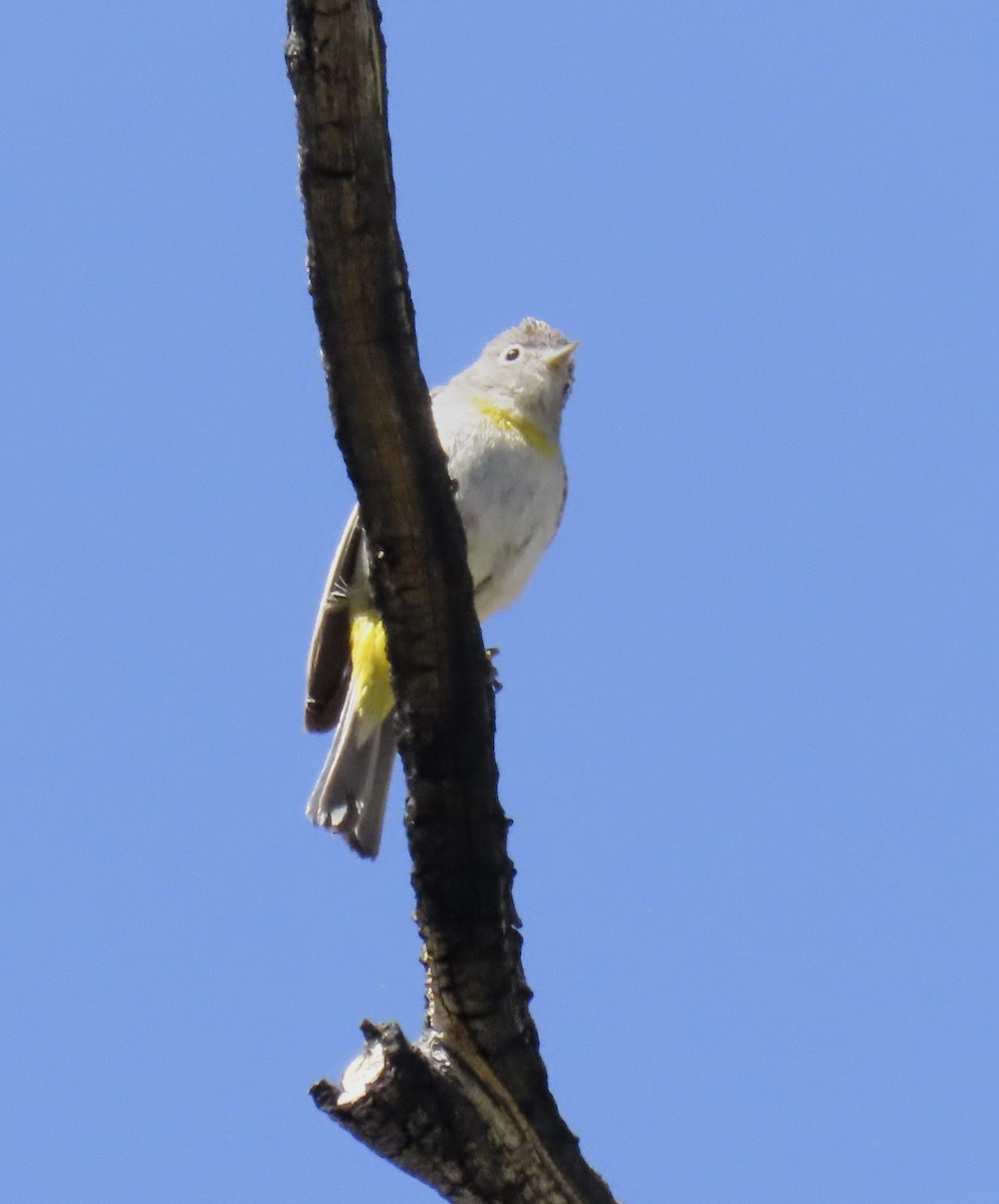 Virginia's Warbler - ML637528999