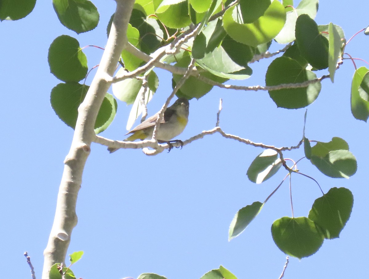 Virginia's Warbler - ML637529000