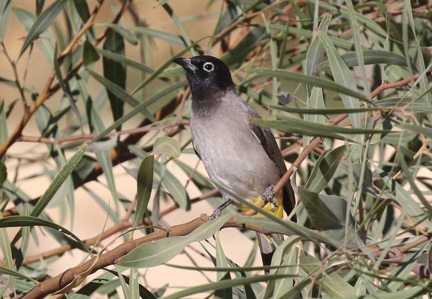 bulbul arabský - ML637529003