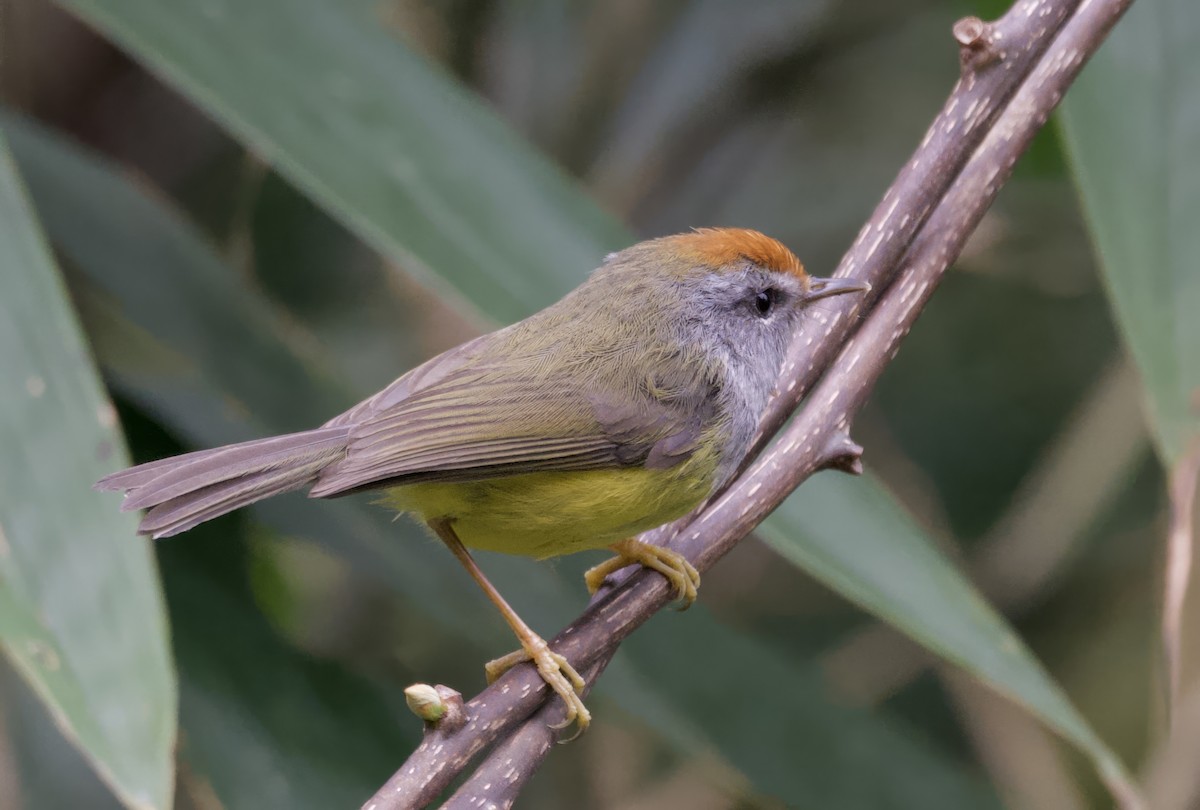 Broad-billed Warbler - ML637529048