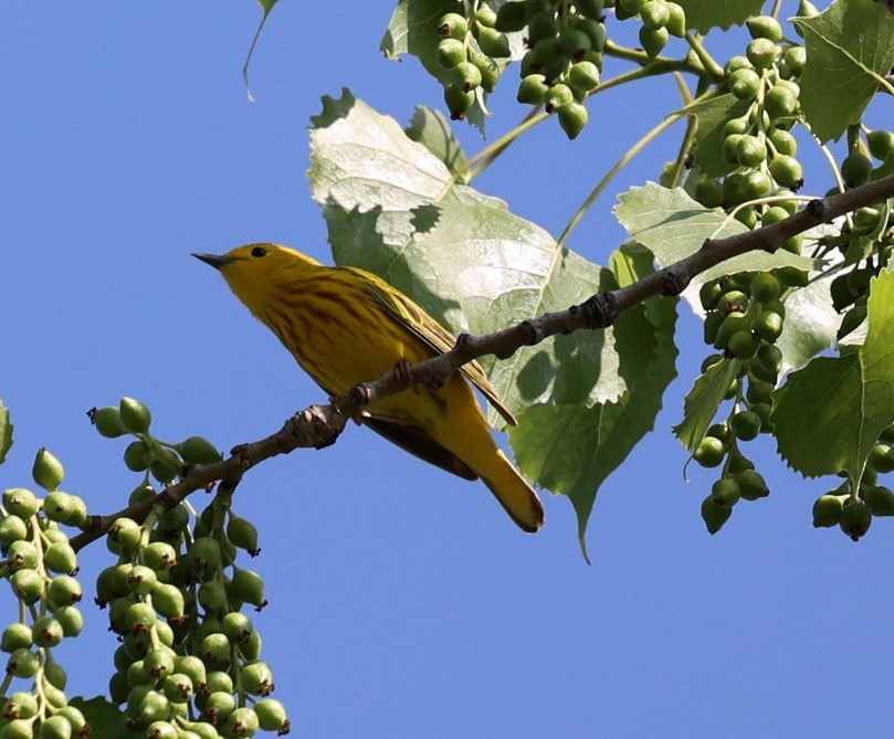 gulparula - ML637529066
