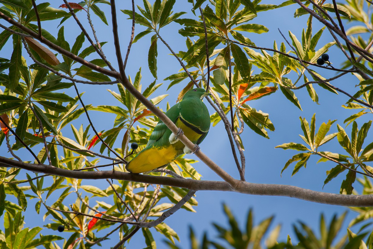 Cloven-feathered Dove - ML637529097
