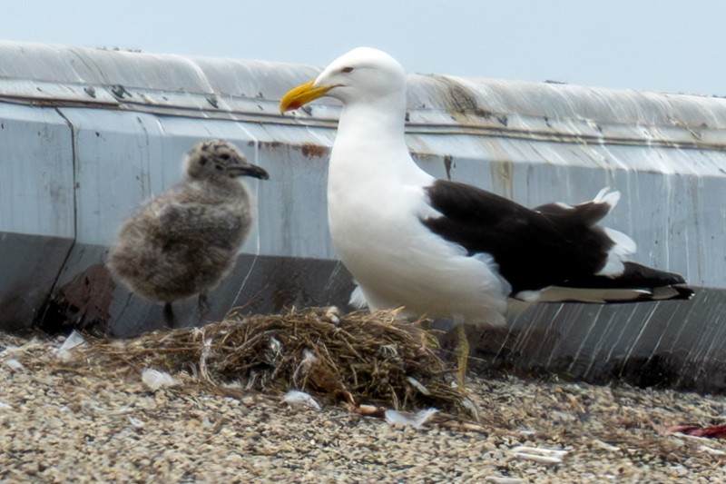 Kelp Gull - ML637529113