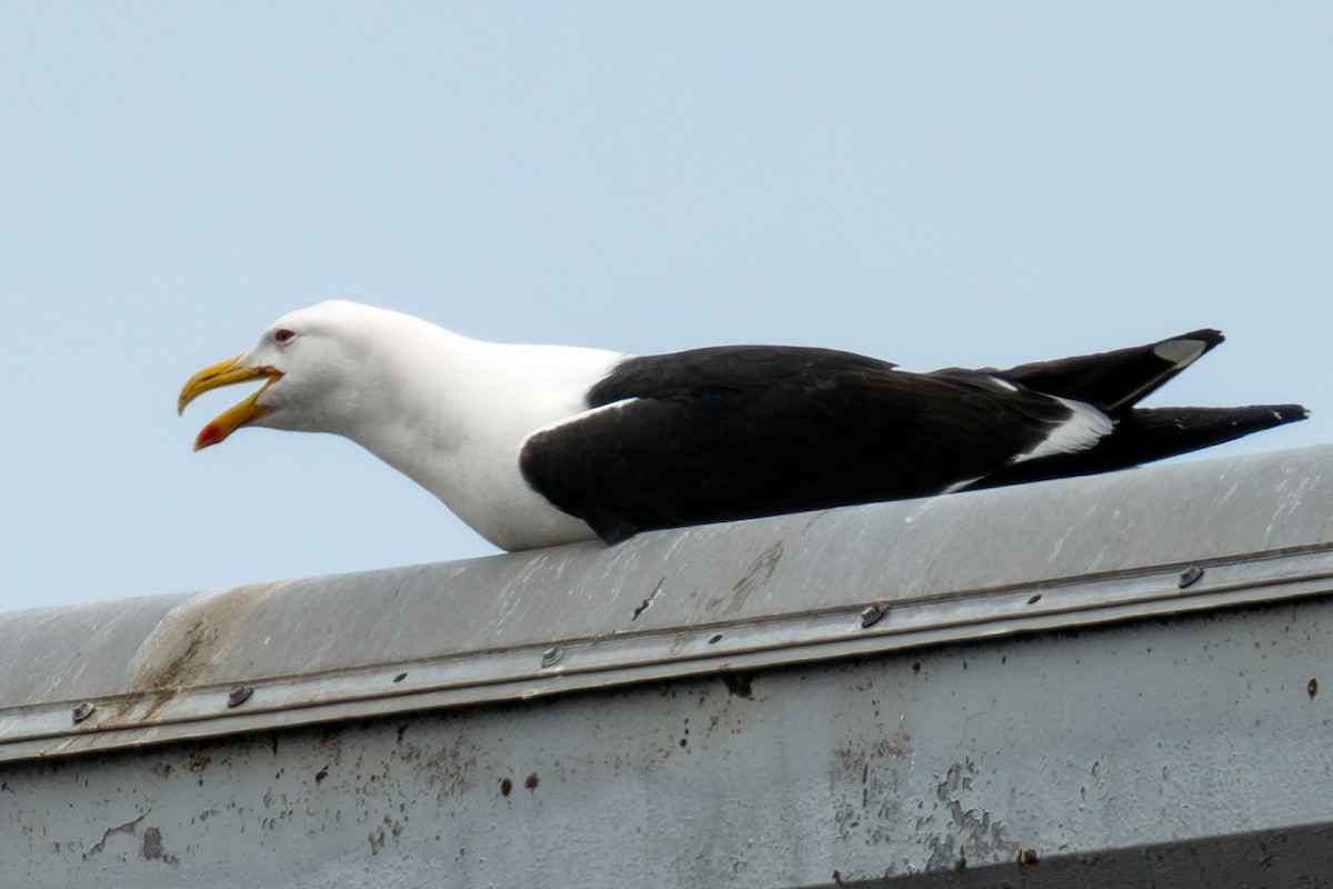 Kelp Gull - ML637529114