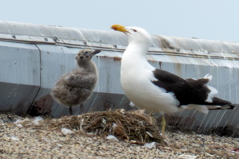 Kelp Gull - ML637529115