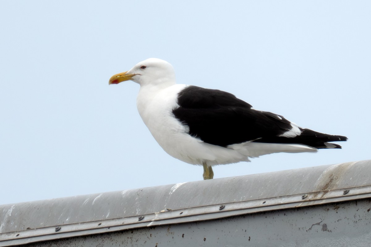 Kelp Gull - ML637529116
