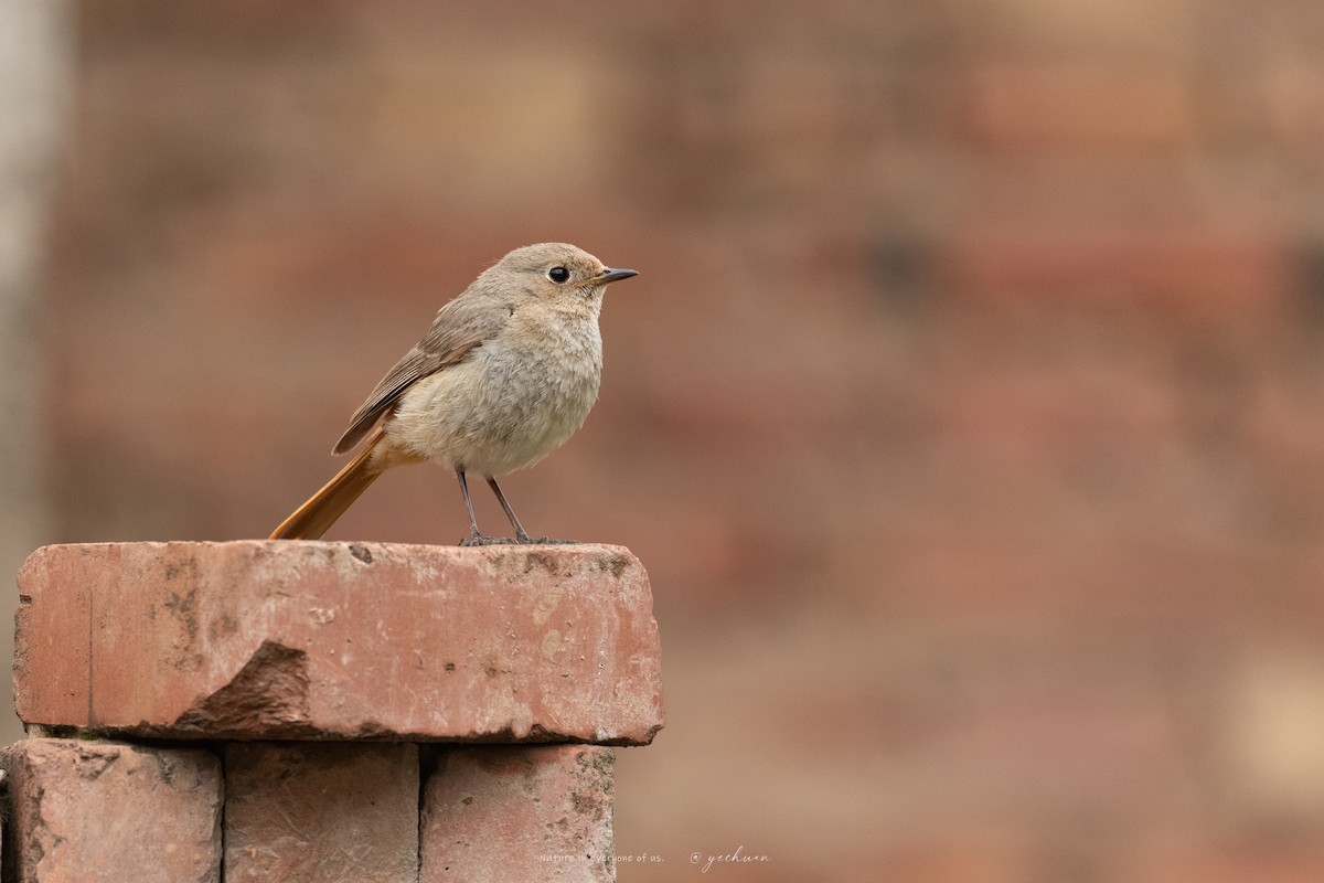 Hodgson's Redstart - ML637529137