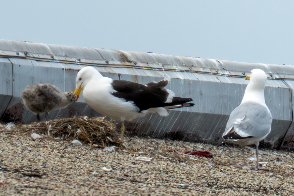 Kelp x American Herring Gull (hybrid) - ML637529139