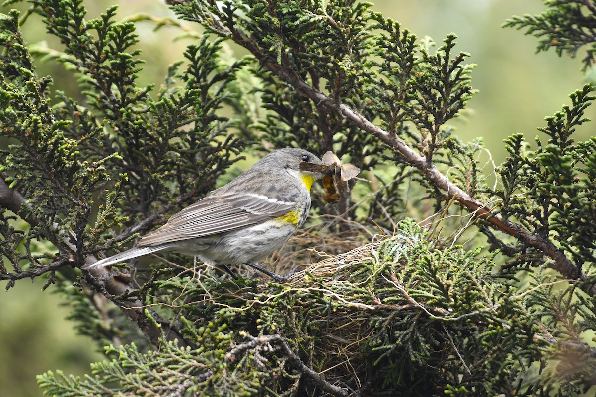 Yellow-rumped Warbler (Goldman's) - ML637529163
