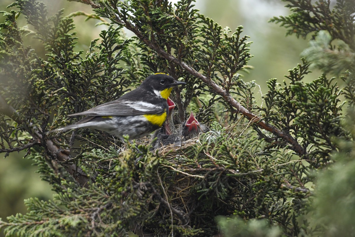 Yellow-rumped Warbler (Goldman's) - ML637529164