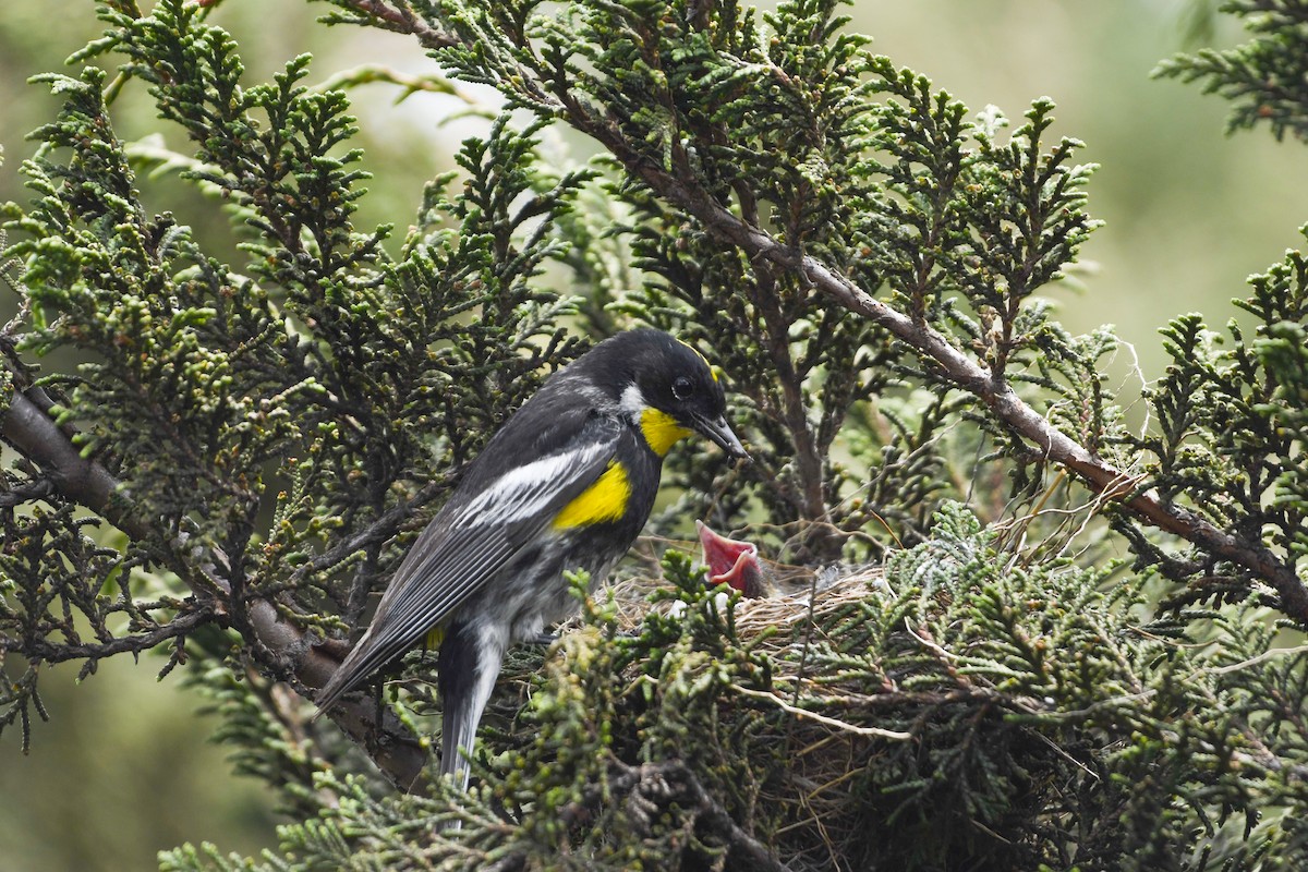 Yellow-rumped Warbler (Goldman's) - ML637529167