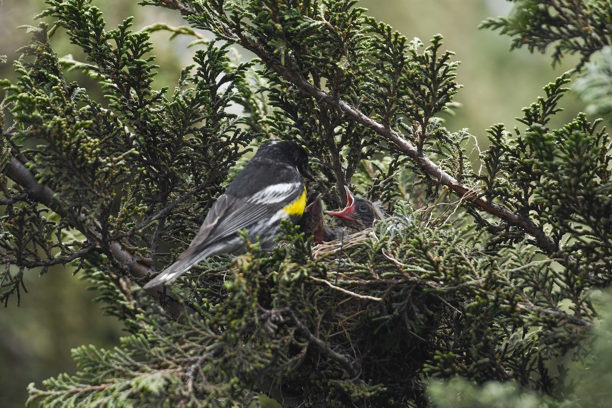 Yellow-rumped Warbler (Goldman's) - ML637529169