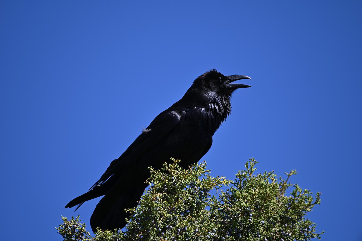 Common Raven - ML637529212