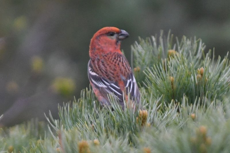 Pine Grosbeak - ML637529238