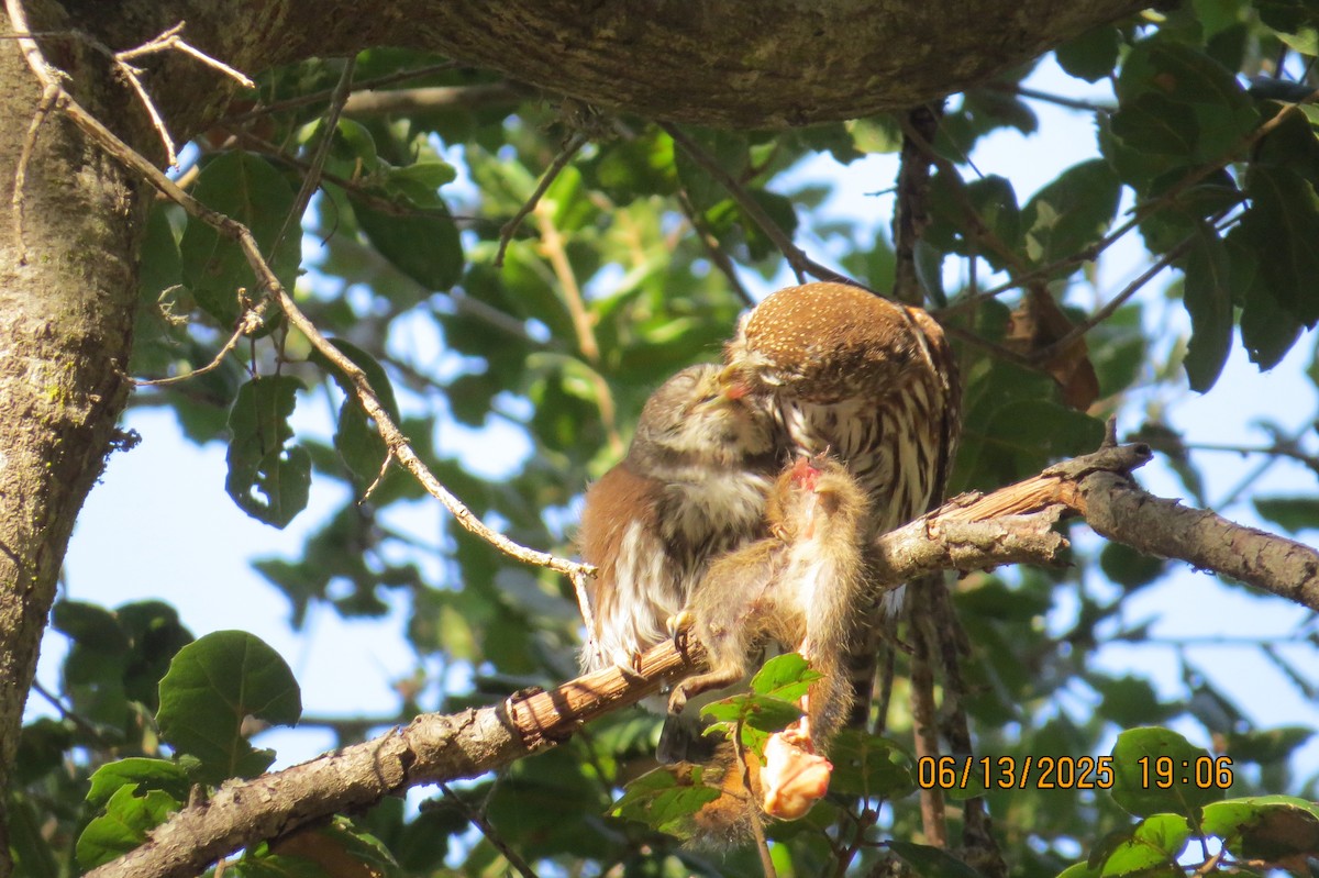 Northern Pygmy-Owl - ML637529239