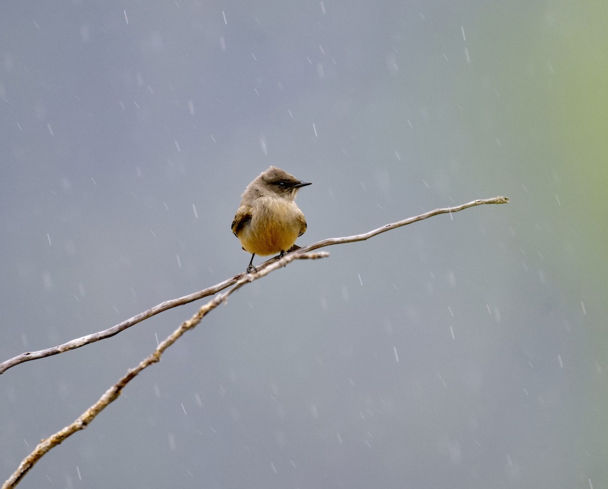 チャイロツキヒメハエトリ - ML637529250