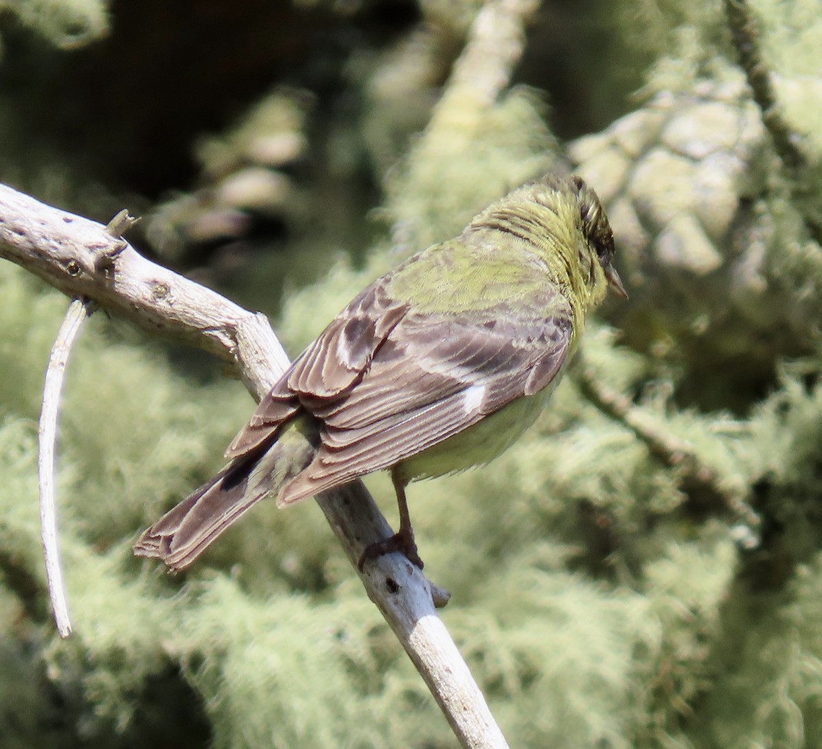 Lesser Goldfinch - ML637529284