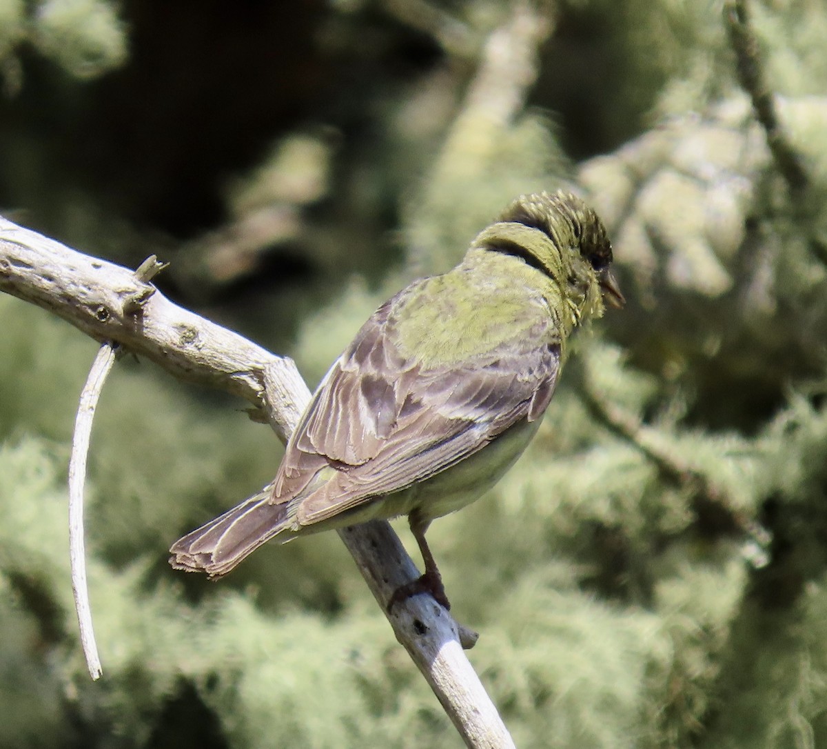 Lesser Goldfinch - ML637529285