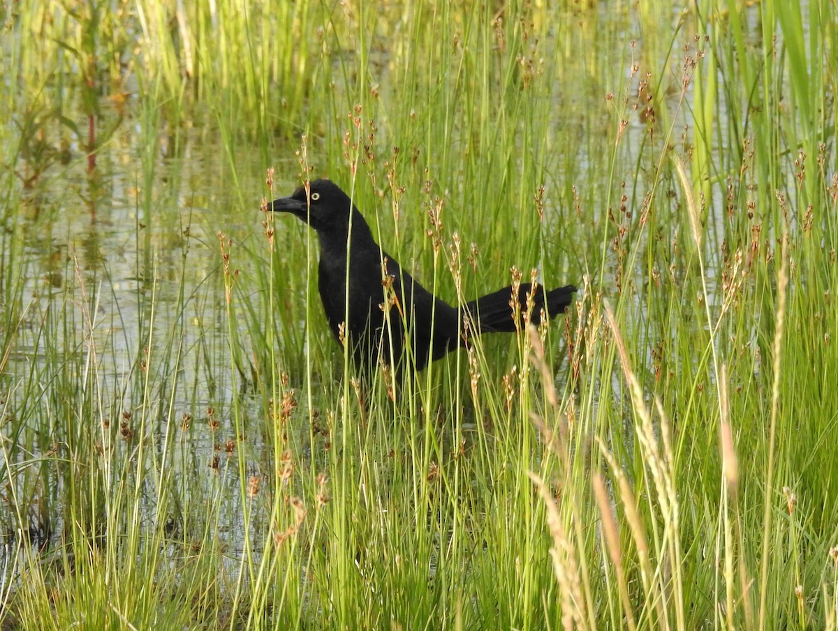 Great-tailed Grackle - ML637529291