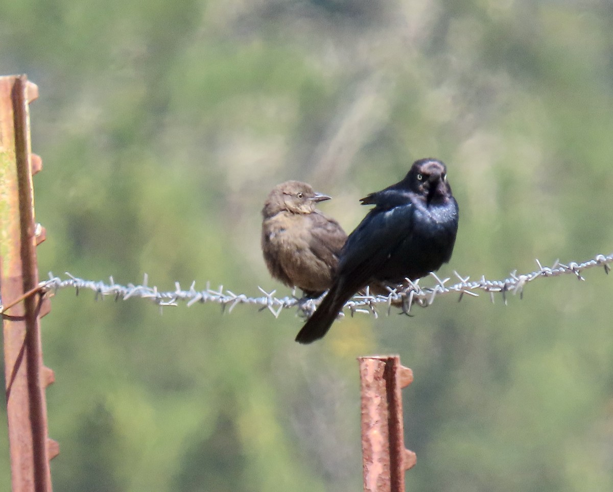 Brewer's Blackbird - ML637529292
