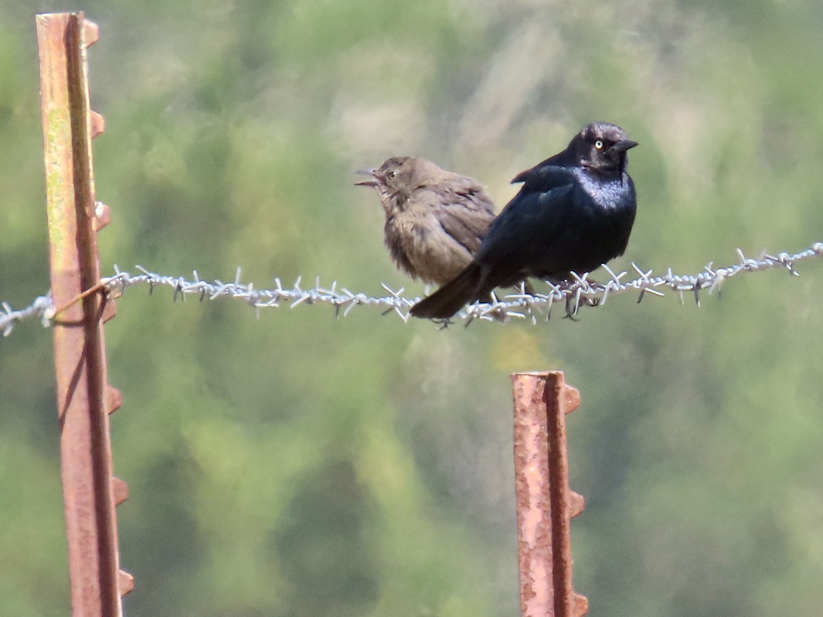 Brewer's Blackbird - ML637529293