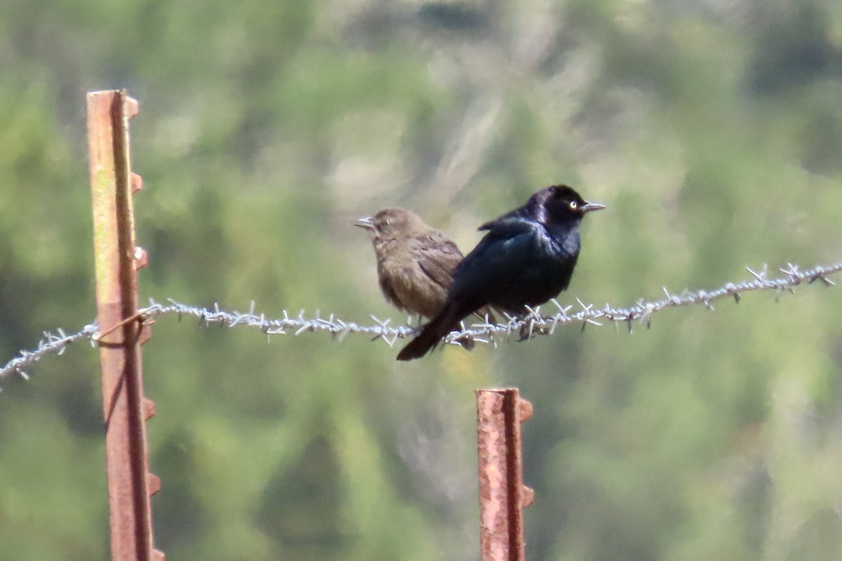 Brewer's Blackbird - ML637529294