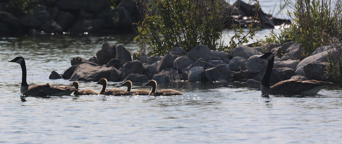 Canada Goose - ML637529295