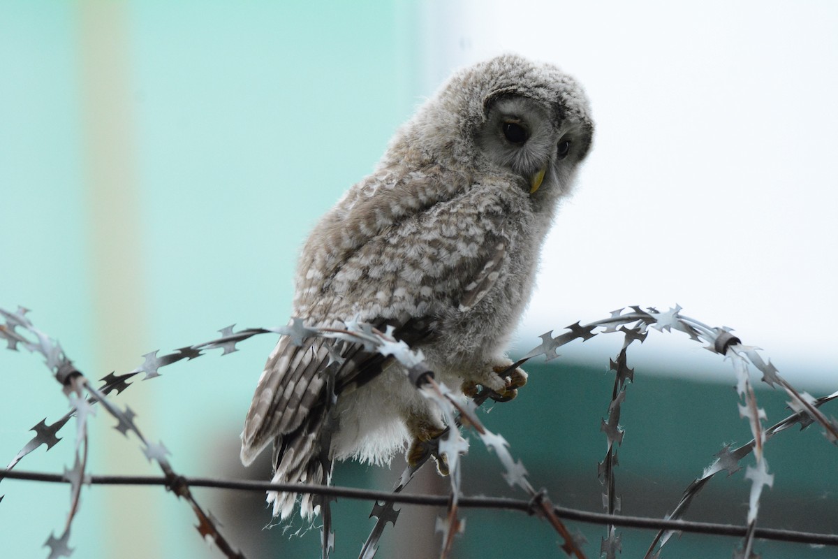 Ural Owl - ML637529296