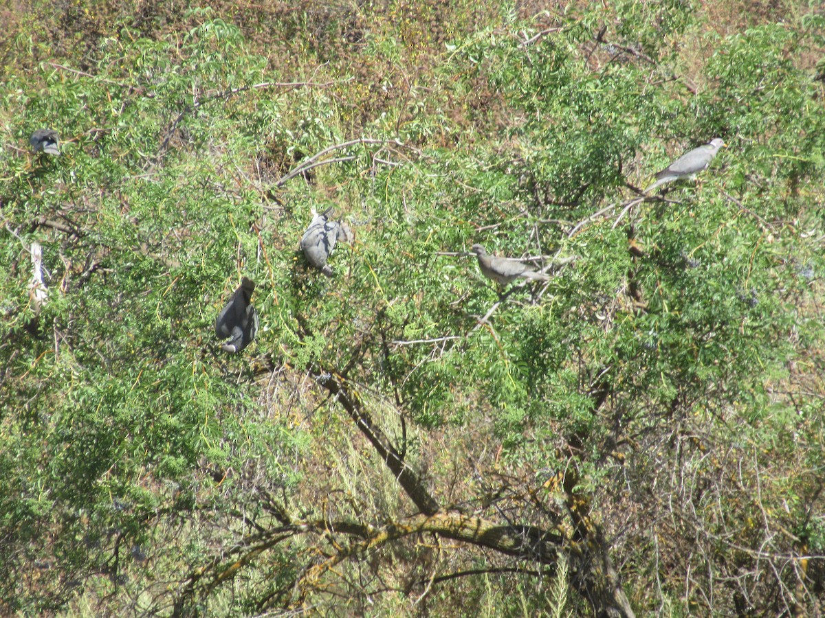 Band-tailed Pigeon - ML637529297