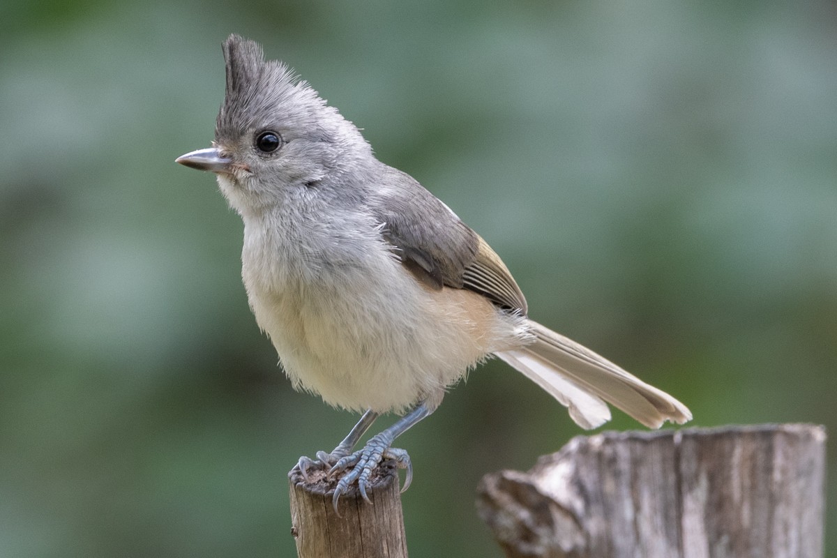 Black-crested Titmouse - ML637529298