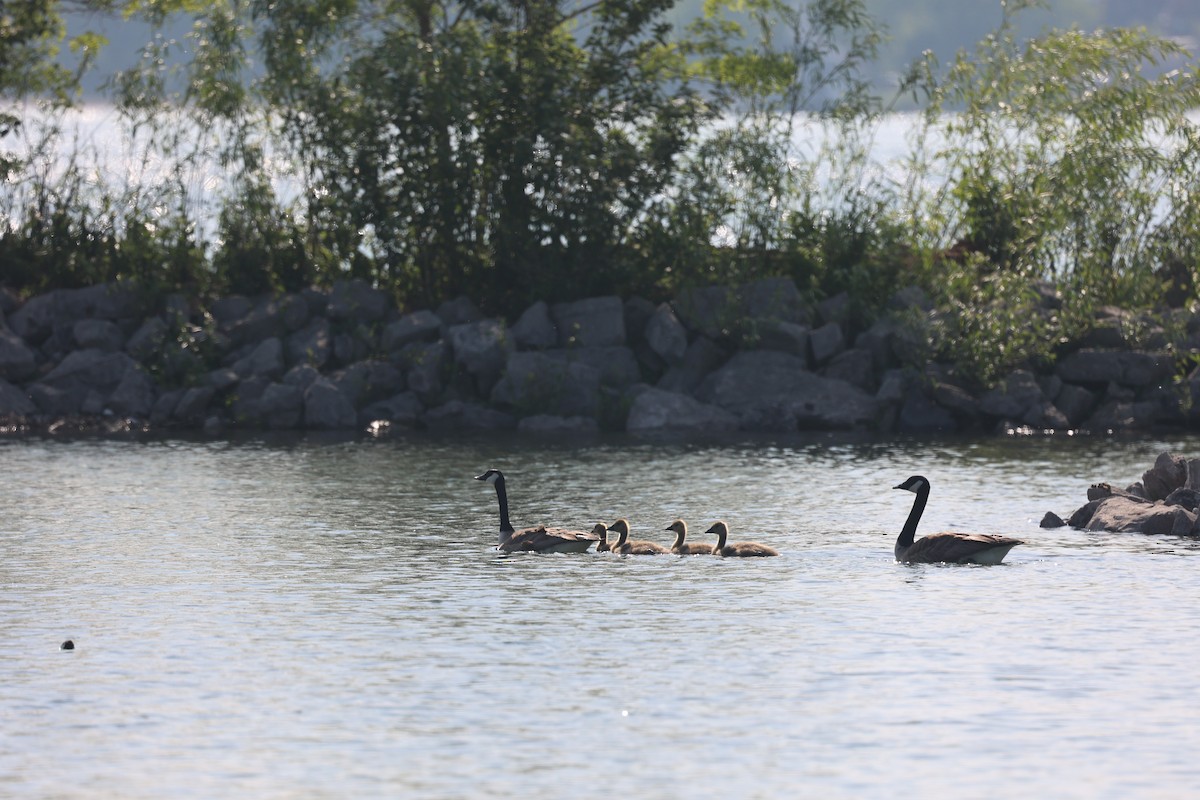 Canada Goose - ML637529299