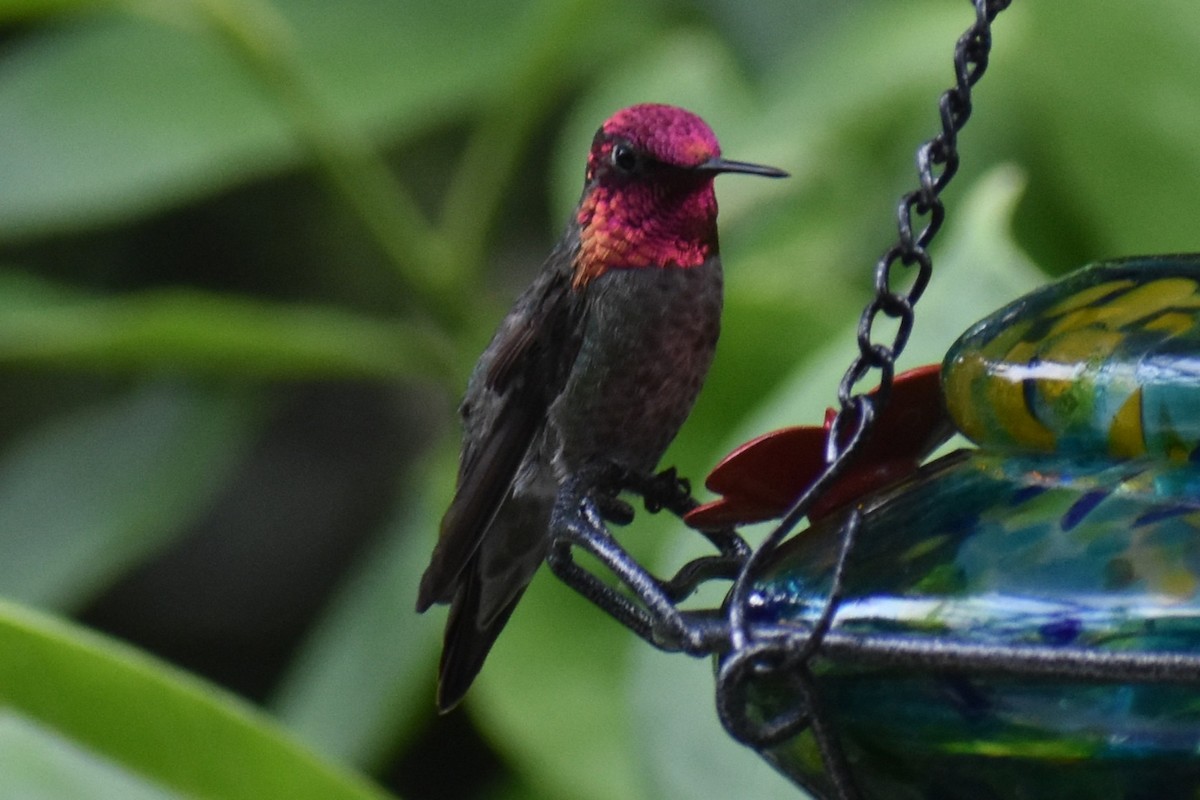Anna's Hummingbird - ML637529300
