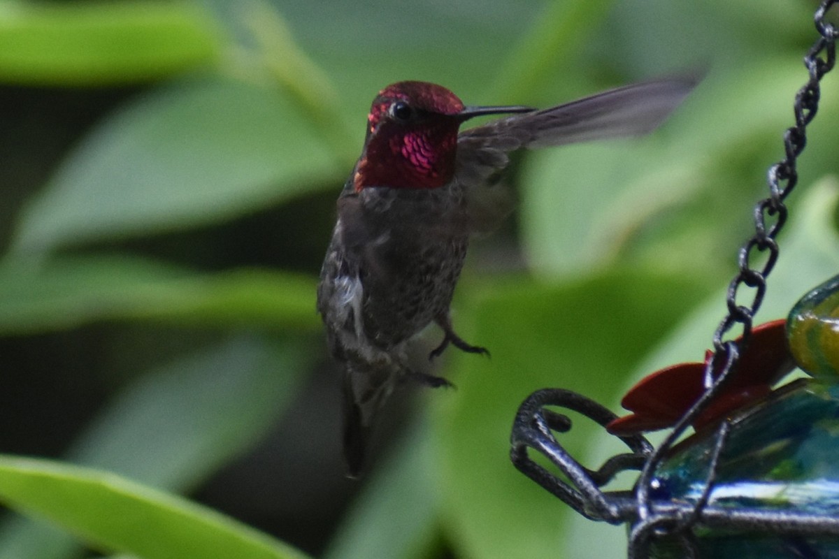 Anna's Hummingbird - ML637529301