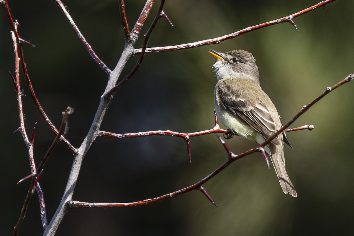Willow Flycatcher - ML637529303