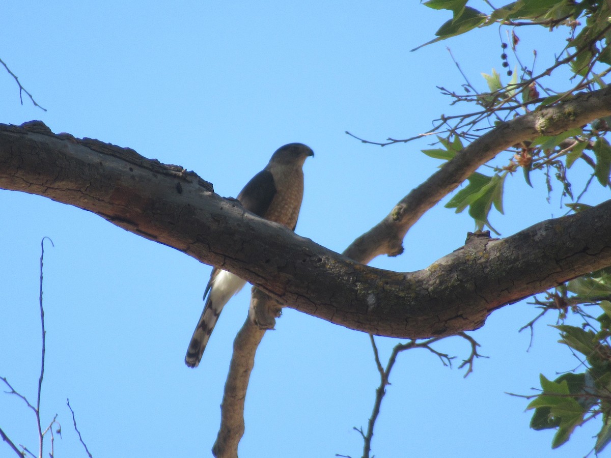 Cooper's Hawk - ML637529304