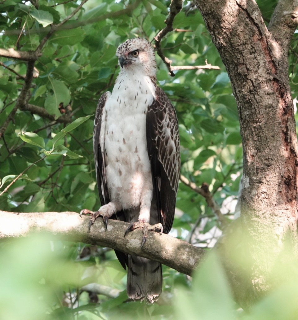 Changeable Hawk-Eagle - ML637529305