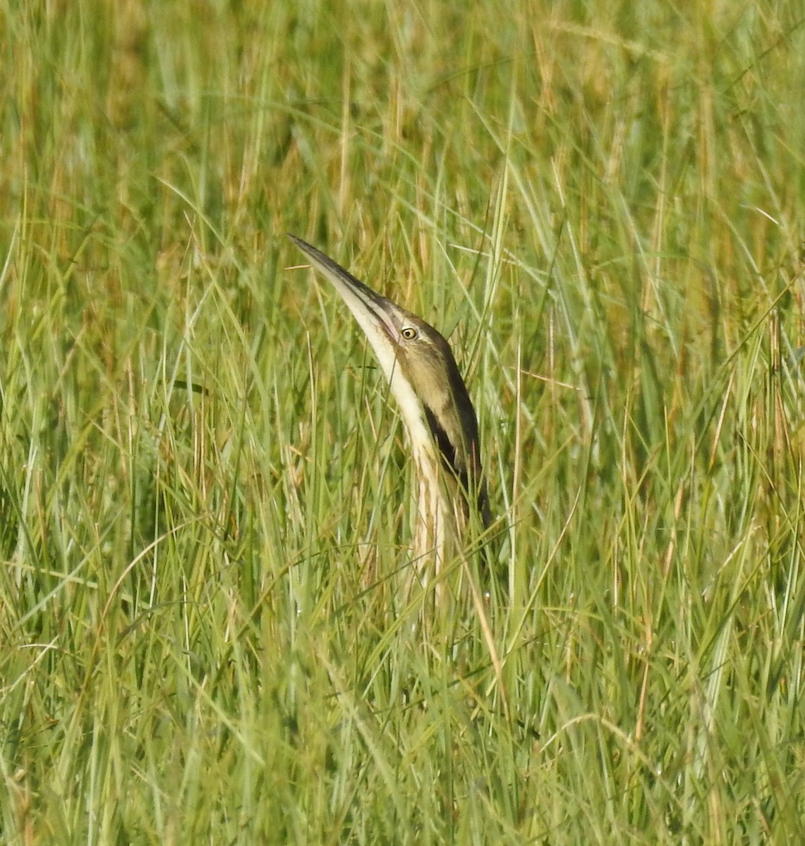 American Bittern - ML637529306