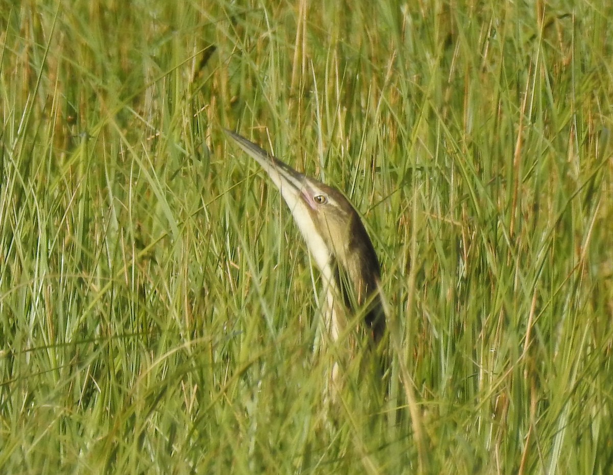 American Bittern - ML637529307
