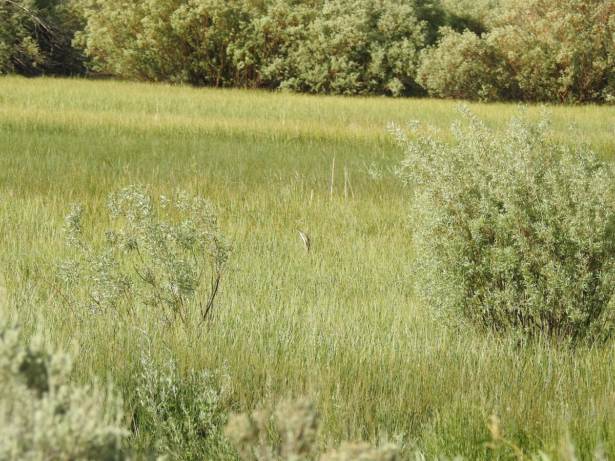 American Bittern - ML637529308