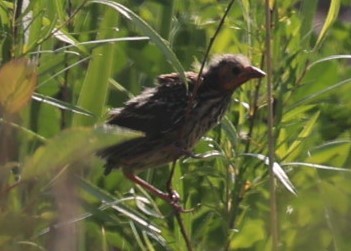 Red-winged Blackbird - ML637529309