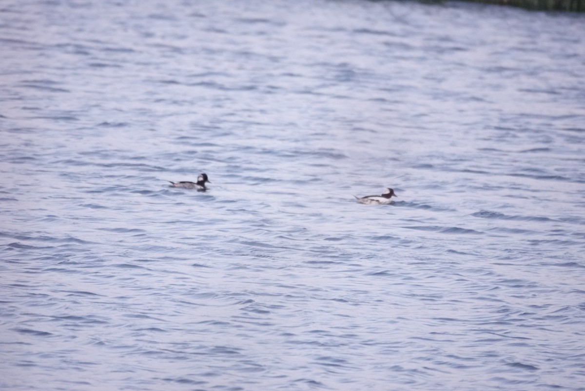 Bufflehead - ML637529310