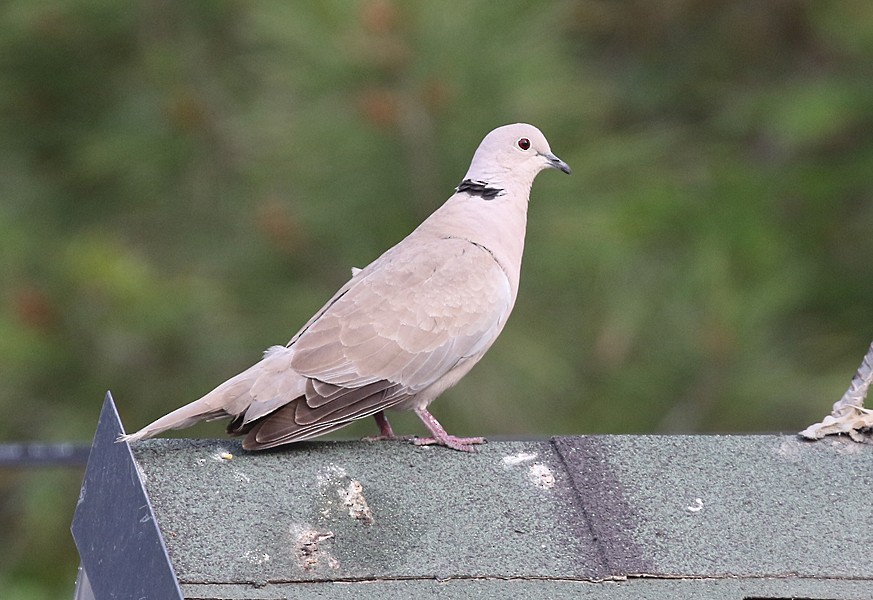Eurasian Collared-Dove - ML637529311