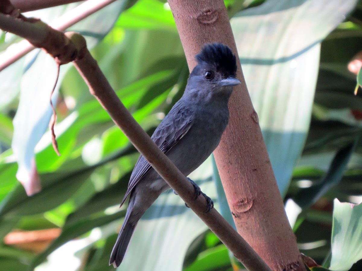 Rose-throated Becard - ML637529313