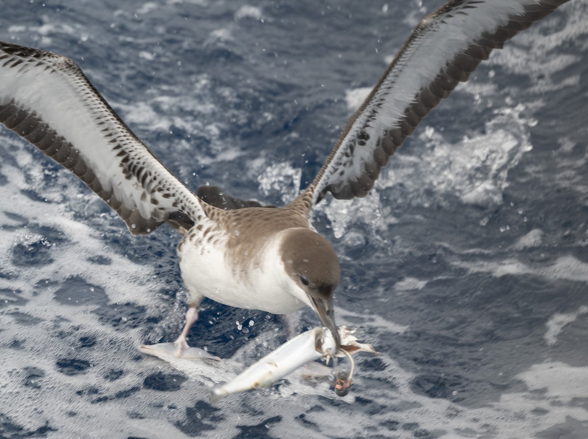 Great Shearwater - ML637529317