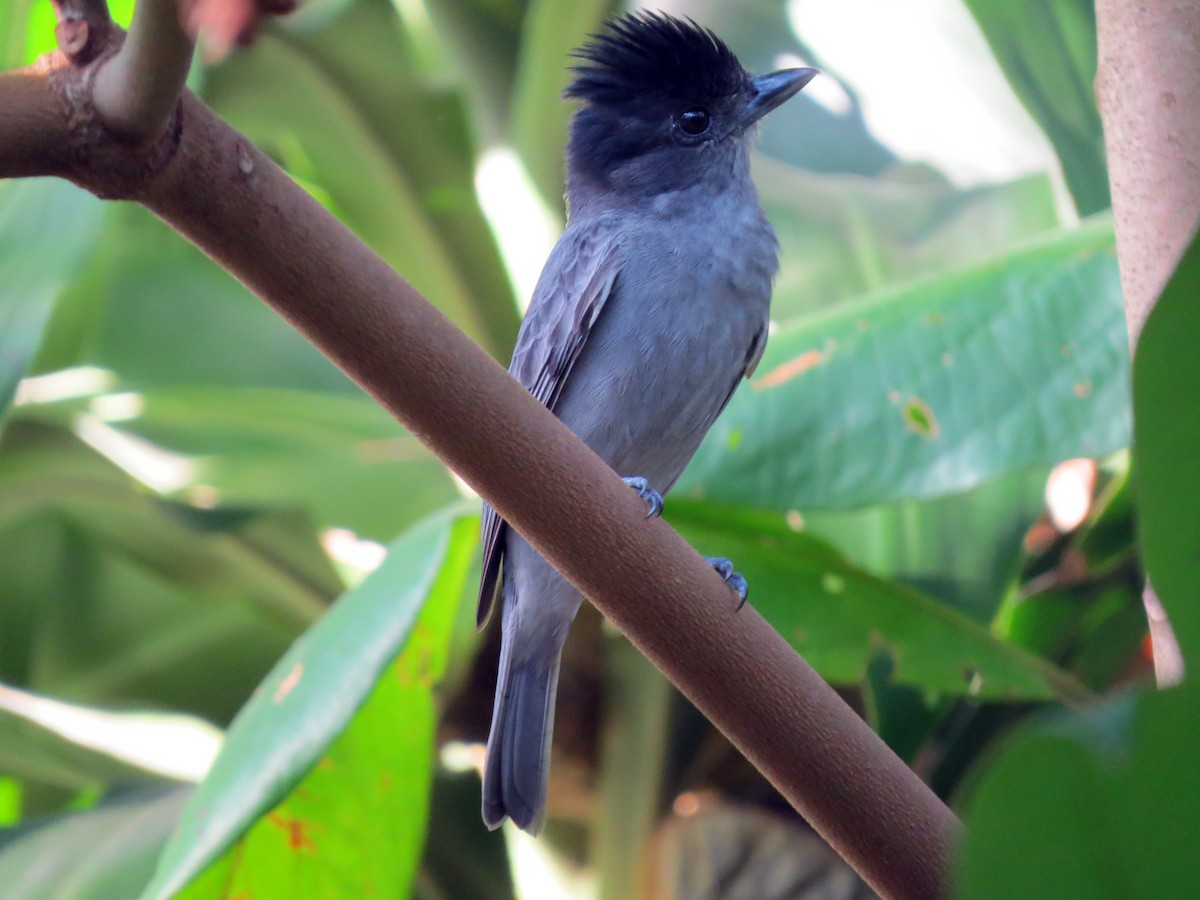 Rose-throated Becard - ML637529319