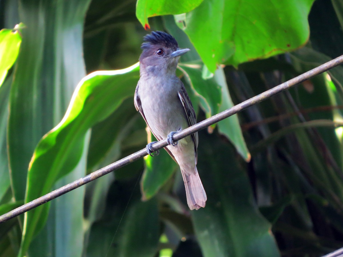 Rose-throated Becard - ML637529320