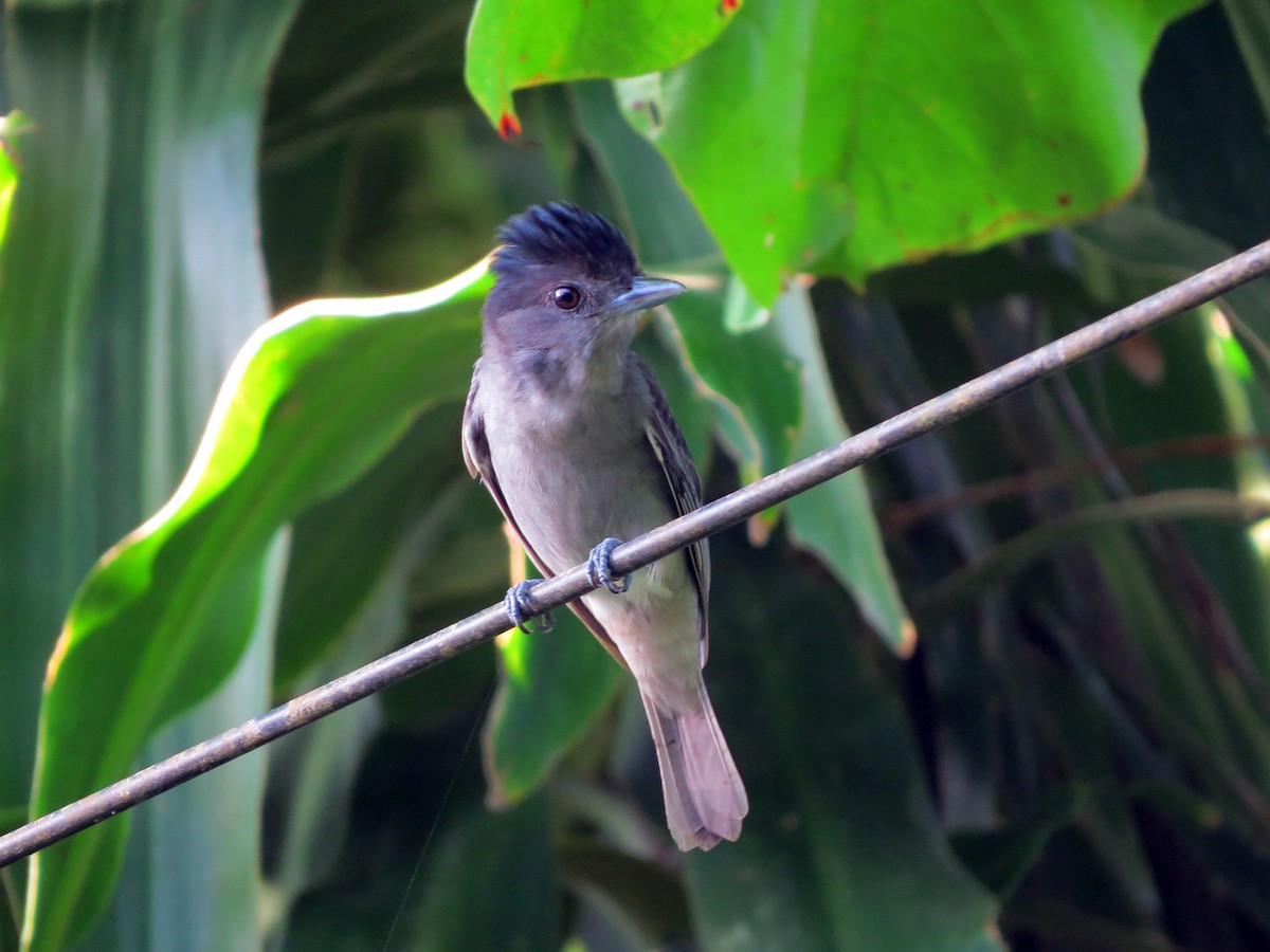 Rose-throated Becard - ML637529321