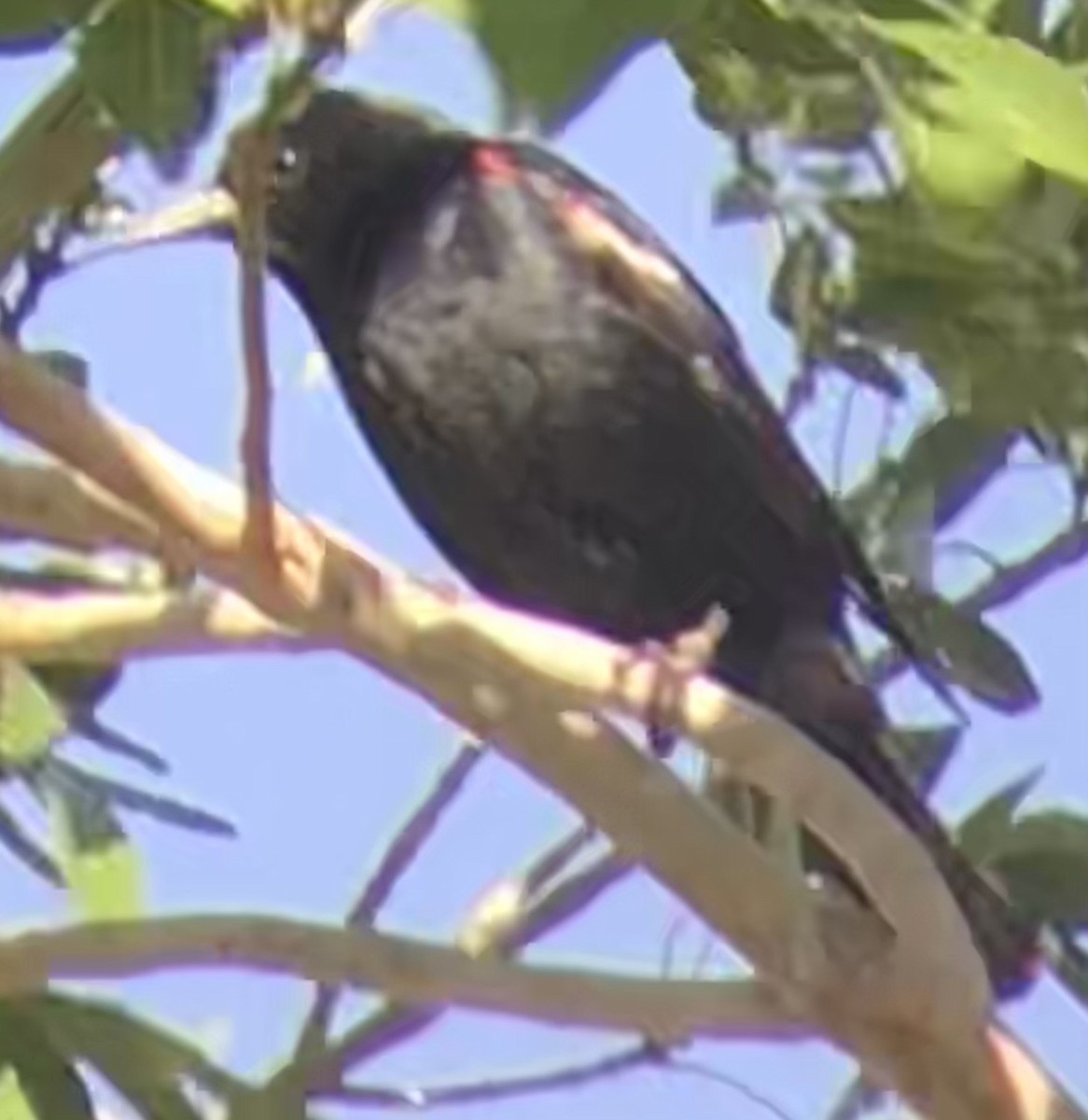 Tricolored Blackbird - ML637529322