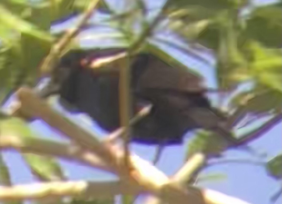 Tricolored Blackbird - ML637529324