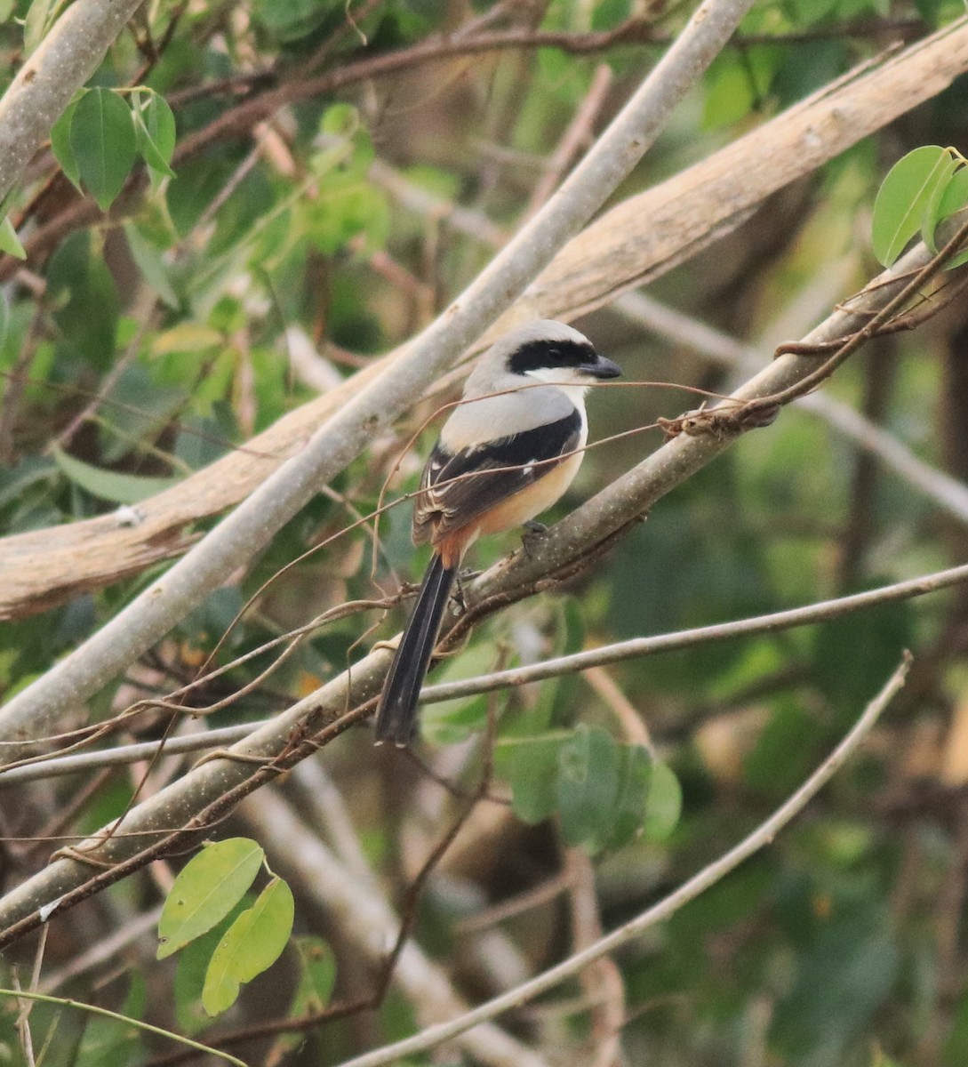 Long-tailed Shrike - ML637529404